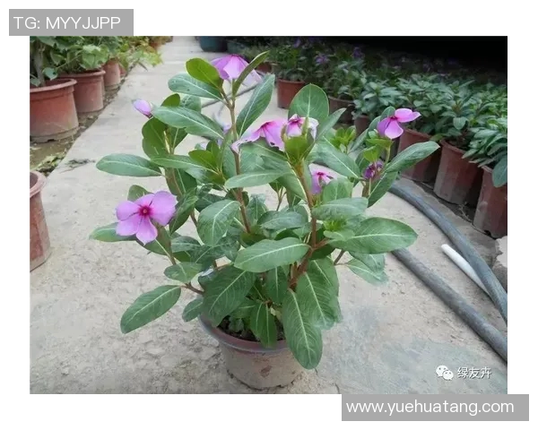 盆栽养护全指南：从选择土壤到日常管理的细节与技巧